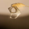 925 Silberring, Ossa Sepia Guss